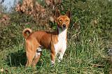 BASENJI 015